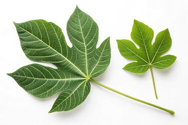 Крупные и мелкие листья папайи на белом фоне. Генеративный ИИ - RomanZ