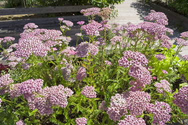 Цветущий тысячелистник обыкновенный (lat.Achillea millefolium) с соцветиями розового цвета. Аптекарский Огород (филиал ботанического сада МГУ). Москва - Wombat
