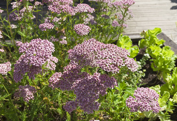 Цветущий тысячелистник обыкновенный (lat.Achillea millefolium) с соцветиями розового цвета. Аптекарский Огород (филиал ботанического сада МГУ). Москва - Wombat