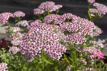 Цветущий тысячелистник обыкновенный (lat.Achillea millefolium) с соцветиями розового цвета. Аптекарский Огород (филиал ботанического сада МГУ). Москва - Wombat