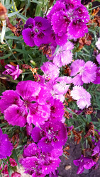 Гвоздика турецкая (лат. Dianthus barbatus) - bykgeniy
