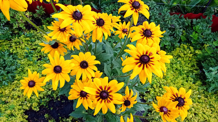 Рудбекия волосистая (Rudbeckia hirta) - bykgeniy