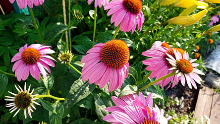Цветы эхинацеи пурпурной (Echinacea purpurea) - bykgeniy
