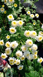 Пиретрум девичий (Pyrethrum parthenium) - bykgeniy