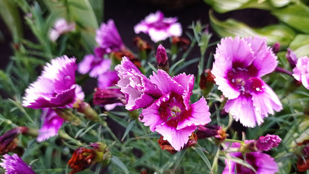 Гвоздика перистая (Dianthus plumarius) - bykgeniy