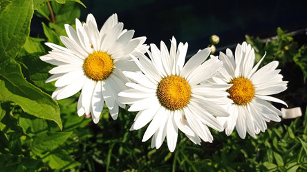 Нивяники (Leucanthemum) - bykgeniy