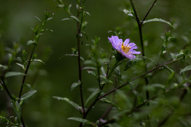 Астра (Symphyotrichum) с каплями дождя - AleksSu
