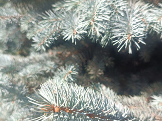 Голубая ель (Picea pungens) — сизо-голубые иголки с восковым налетом - Mihail_direct