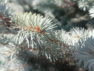 Ветвь голубой ели (Picea pungens) с молодыми шишками на солнце - Mihail_direct