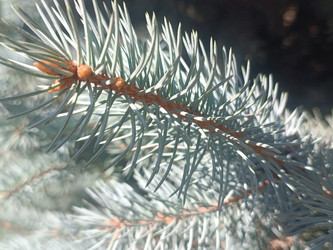 Макросъемка ветви голубой ели (Picea pungens) с молодыми почками - Mihail_direct
