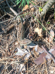 Прыткая ящерица (Lacerta agilis) в лесу — камуфляж на хвое и сухих листьях - Mihail_direct