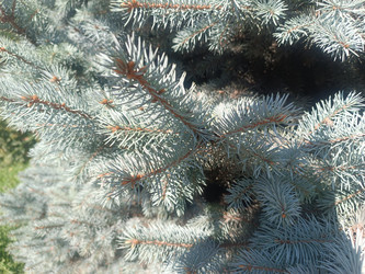 Голубая ель (Picea pungens) — сизо-голубые иголки с восковым налетом - Mihail_direct