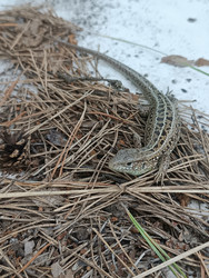 Прыткая ящерица (Lacerta agilis) на сосновой хвое в лесу - Mihail_direct