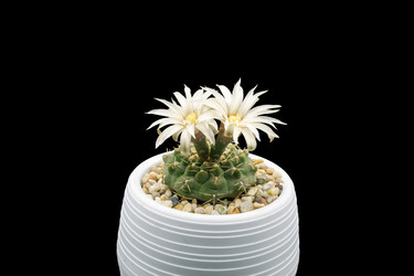 Цветок кактуса в горшке, изолированный на черном фоне, цветущий Gymnocalycium quehlianum - EvgenyHaritonov