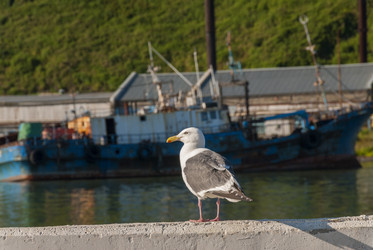 Малокурильское, остров Шикотан, Курилы, Россия. Сахалин. Sakhalin.  (marka) - marka