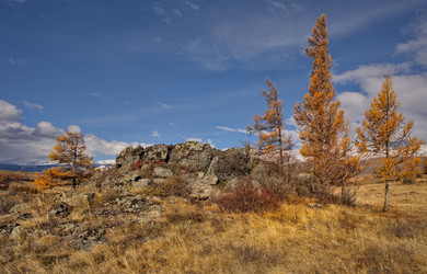 Россия. Юг Западной Сибири, горный Алтай. Глубокая осень в Курайской степи на живописных каменистых россыпях в окружении желтых лиственниц вдоль Чуйского тракта - kaikups