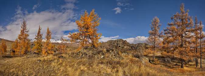 Россия. Юг Западной Сибири, горный Алтай. Глубокая осень в Курайской степи на живописных каменистых россыпях в окружении желтых лиственниц вдоль Чуйского тракта - kaikups