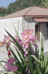 Розовые гладиолусы (семейство Iridaceae) растут на клумбе (крупный план) - Slavina
