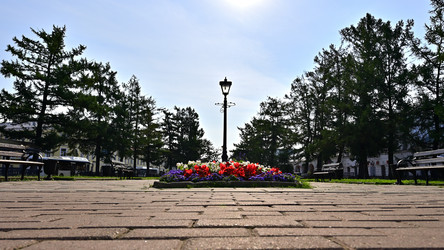 Цветник на площади в центре Костромы - Mishell