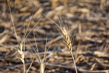 Мелкие колосья пшеницы. Плохой урожай, неурожай на поле - Sveetlana