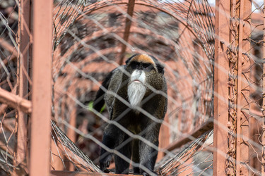 Вид спереди на обезьяну Де Брацца (Cercopithecus neglecta) с характерной белой бородой и оранжевым пятном на лбу, проходящую через металлический сетчатый туннель в зоопарке - DmitryKurullin