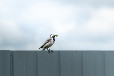 Небольшая белая трясогузка (Motacilla alba) сидит на вершине гофрированного металлического забора, держа в клюве насекомое, на фоне пасмурного неба - DmitryKurullin