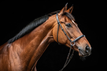 Портрет гнедой лошади с уздечкой в студийных условиях. Генеративный искусственный интеллект - RomanZ