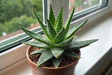 Алоэ Ксанторроэ (Aloe Xanthorrhoeaceae) процветает в уютной обстановке в помещении. Генеративный искусственный интеллект - RomanZ