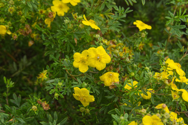 Латинское название лапчатки лекарственной (Potentilla officinalis) - tven