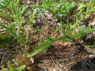 Плаун (Lycopodium) — вечнозеленое стелющееся споровое растение на лесной подстилке - Mihail_direct