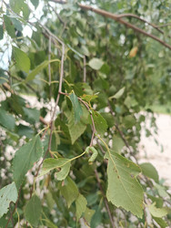 Береза (Betula) — зеленые листья и молодая сережка на ветке - Mihail_direct