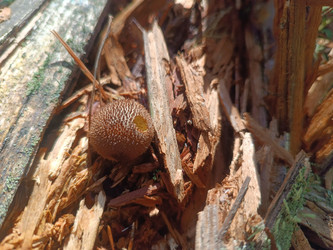 Дождевик (Lycoperdon) — круглый лесной гриб на гнилой древесине - Mihail_direct