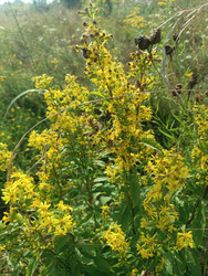 Золотарник обыкновенный (Solidago virgaurea) — желтые метельчатые соцветия - Mihail_direct