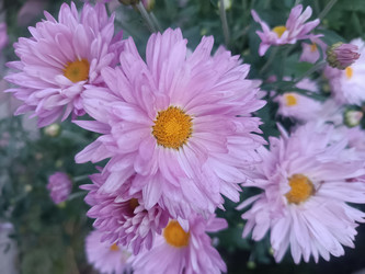 Сиреневые хризантемы (Chrysanthemum) с желтым центром - Mihail_direct