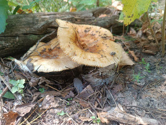 Подвалуй (Russula subfoetens) — пластинчатый гриб на лесной подстилке - Mihail_direct