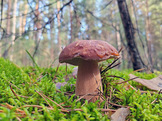 Белый гриб (боровик, лат. Boletus edulis) - bykgeniy
