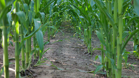 Выращивание кукурузы на сельскохозяйственном поле - Gannachka