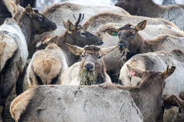 Вид маралов (Cervus Elaphus Sibiricus) - gumbao