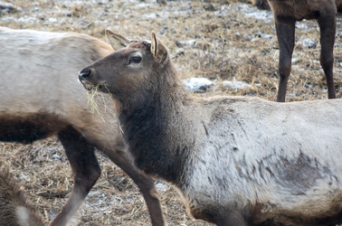 Вид маралов (Cervus Elaphus Sibiricus) - gumbao