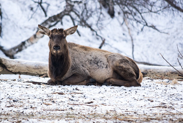 Вид на марала (Cervus elaphus sibiricus) - gumbao