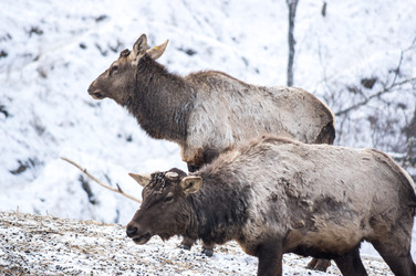 Вид маралов (Cervus Elaphus Sibiricus) - gumbao