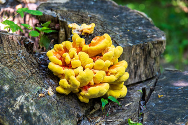 Нижний Новгород, Россия. Яркий серно-желтый трутовик (Laetiporus sulphureus), растущий плотными перекрывающимися скоплениями на выветренном пне в залитом солнцем парке - NikitaMaykov