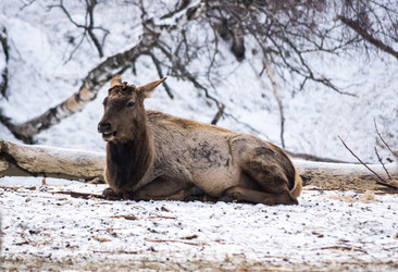 Вид на марала (Cervus elaphus sibiricus) - gumbao