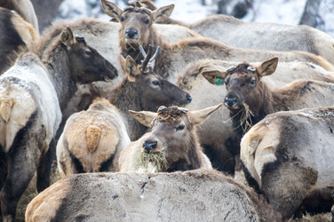Вид маралов (Cervus Elaphus Sibiricus) - gumbao
