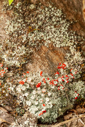 Мох. На вершине вулкана Баранского. о. Итуруп. At the top of the Baransky volcano. Iturup Island. (Сахалин. Sakhalin. (marka) - marka