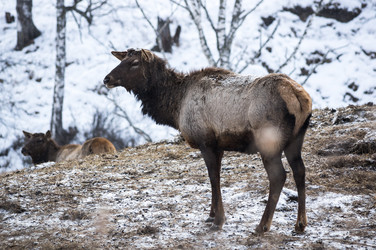 Вид маралов (Cervus Elaphus Sibiricus) - gumbao