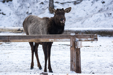 Вид на марала (Cervus elaphus sibiricus) - gumbao