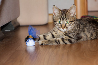 Котенок играет с конфетами на деревянном полу - Gannachka