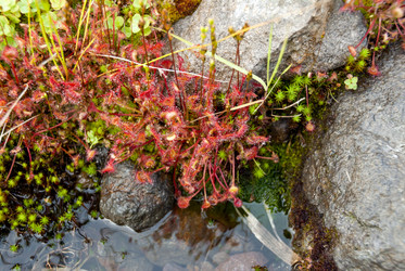 Росянка круглолистная у подножья вулкана Баранского. о. Итуруп. Drosera Rotundifolia Iturup Island. (Сахалин. Sakhalin. (marka) - marka