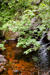 Ручей на склоне вулкана Баранского. остров Итуруп. A stream on the slope of the Baransky volcano. Iturup Island. (Сахалин. Sakhalin. (marka) - marka